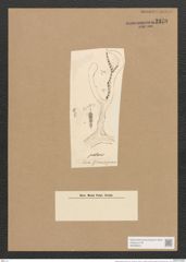 Berkeleya patens (Kuetz.) Grun. (de-Toni-Nr.: Genus 21, Species 1229) Zeichnungen Sammlung Grunow Nr. 2370 (NHMW-BOT-W0369504)